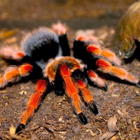 Brachypelma boehmei