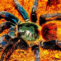 Chromatopelma cyaneopubescens