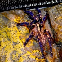 Poecilotheria metallica