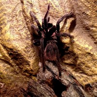 Xenesthis immanis