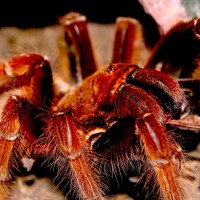 Theraphosa apophysis