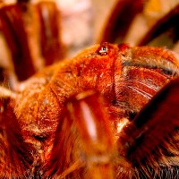 Theraphosa apophysis