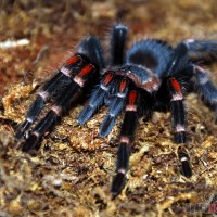 Brachypelma auratum