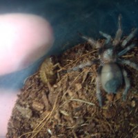 b.smithi