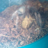 b.smithi