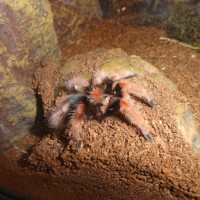 B. Boehmei