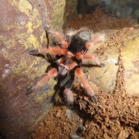 B. Boehmei