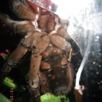 t. stirmi/blondi