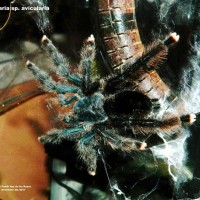 a avicularia 2 0434 signed