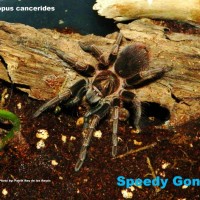 Speedy Gonzales, my P cancerides