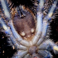 Poecilotheria metallica [ventral sexing] [1/2]