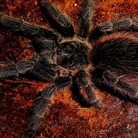 Lasiodora difficilis