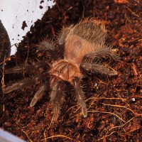 My Brachypelma albopilosum