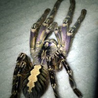 purple ornata