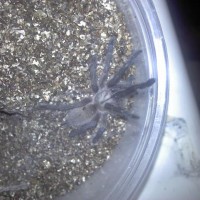 M.balfouri sling