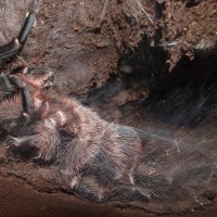 MM Eupalaestrus campestratus sperm web