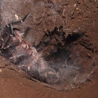 Eupalaestrus campestratus sperm web