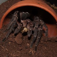 MM. Eupalaestrus campestratus feeding