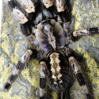 Poecilotheria miranda, female