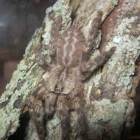 Poecilotheria Pederseni (Ghost Ornamental)