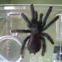 what type of avicularia