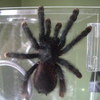 what type of avicularia