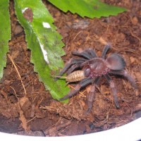 B. smithi sling