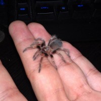 B. smithi sling