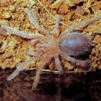 G. Rosea red color morph