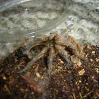 euathlus sp blue fresh molt