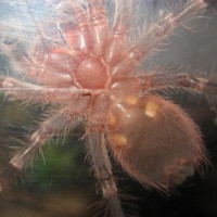 A. geniculata