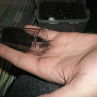 G.Pulchra Sling [w/ snack]