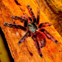 Avicularia versicolor