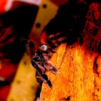 Avicularia versicolor