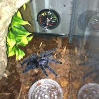 avicularia avicularia