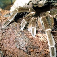 Cuddy - T. Stirmi 2