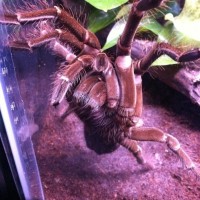 Which Theraphosa is this?