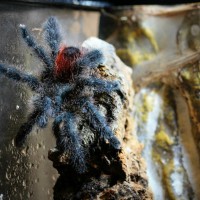 Avicularia amazonica