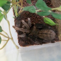 female h.lividum???