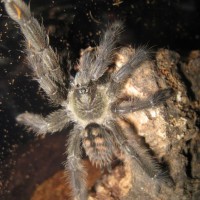 P. irminia??