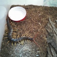 my centipedes