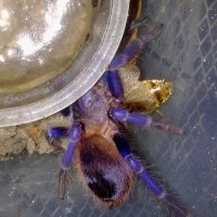 Pterinopelma sazimai