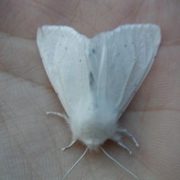 White moth