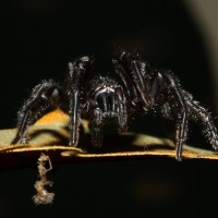 unknown iranian spider