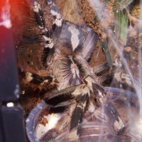 P. smithi (Feamle)