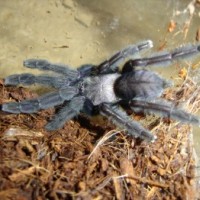 lampropelma nigerrimum