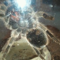 Grammostola rosea