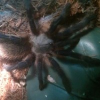 M.balfouri