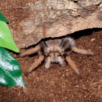 Aphonopelma New River