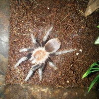 Brachypelma Vagans or a Brachypelma albiceps???